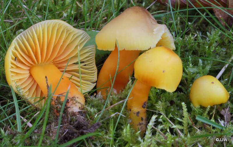 Hygrocybe quieta